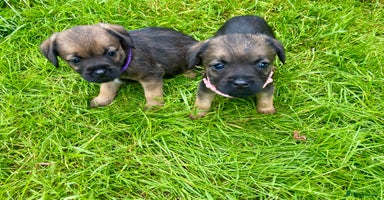Border Terrier dogs - Advert 11
