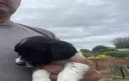 English Springer Spaniel dogs for sale: English springer spaniels  - Image 5