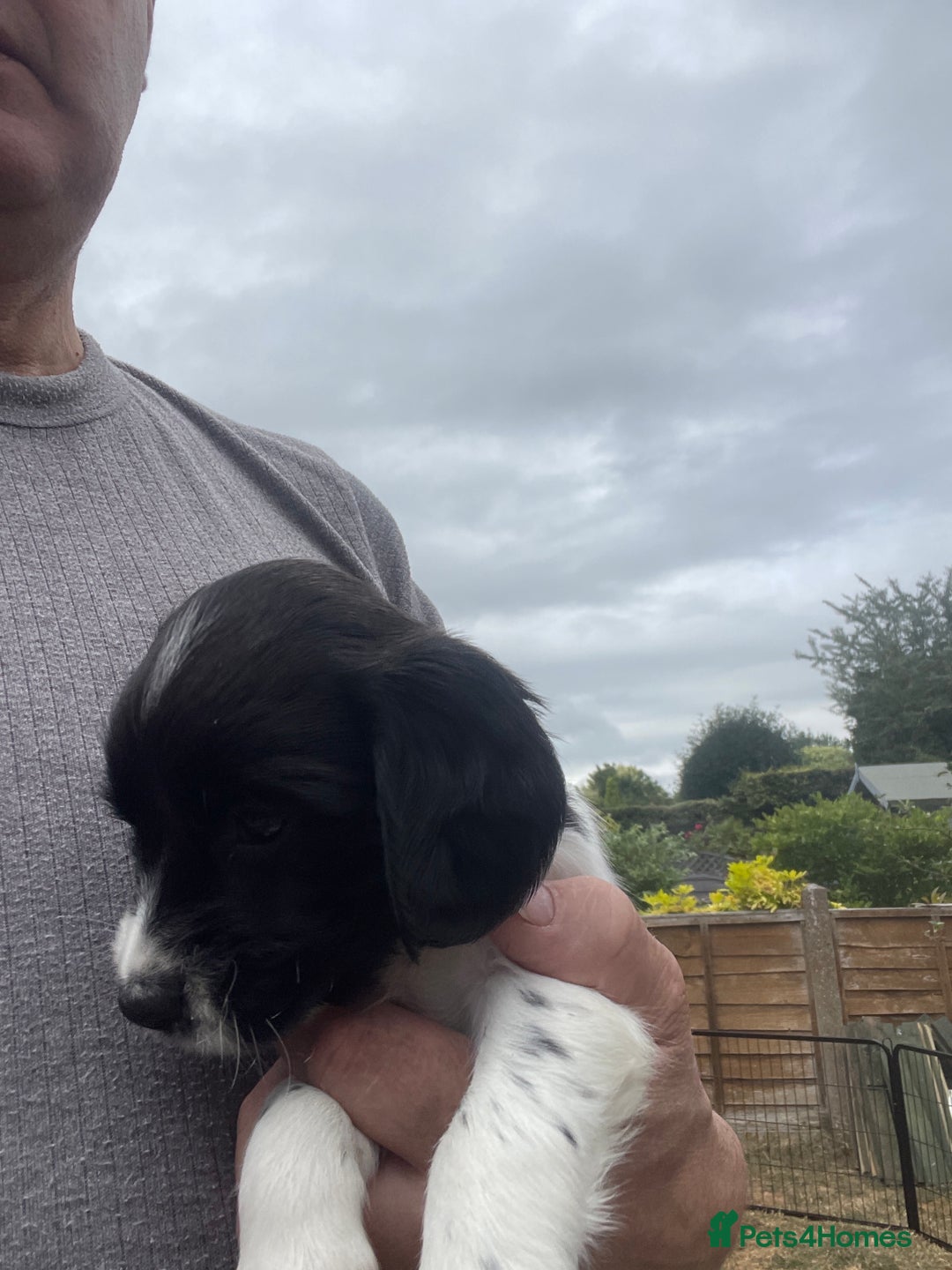 English Springer Spaniel dogs for sale: English springer spaniels  - Image 5