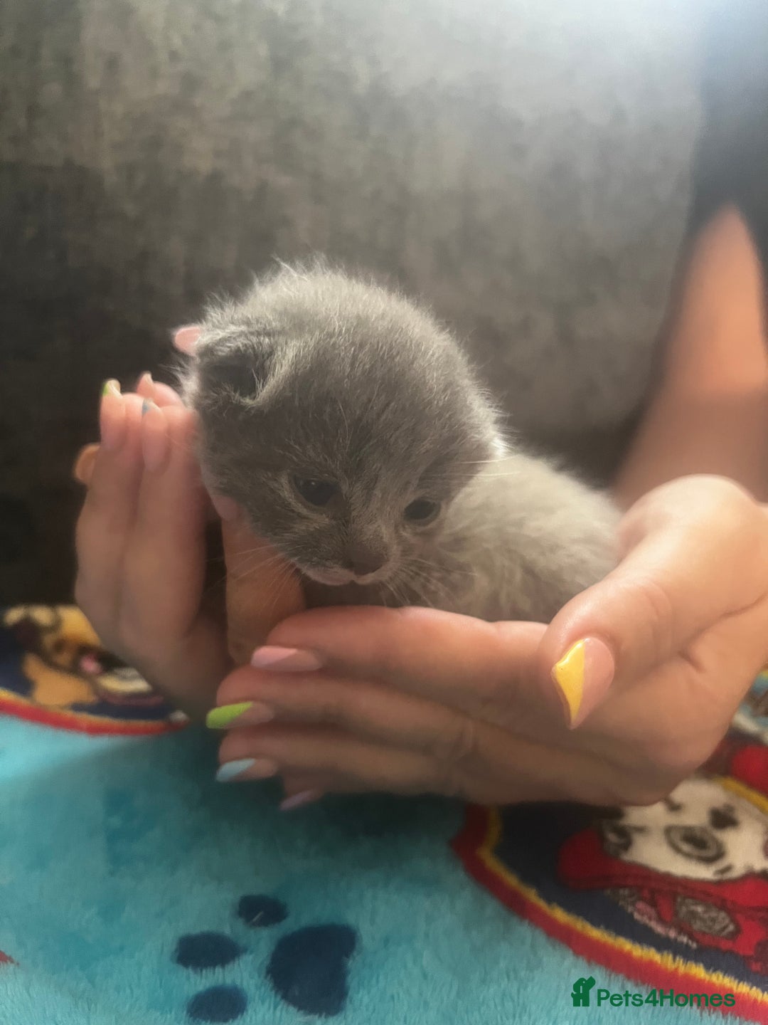 Persian cats for sale: Persian kittens  - Image 4