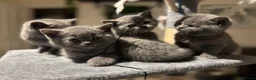 British Shorthair cats for sale: Beautiful Cobby British Blue Kittens 😍  - Advert 4