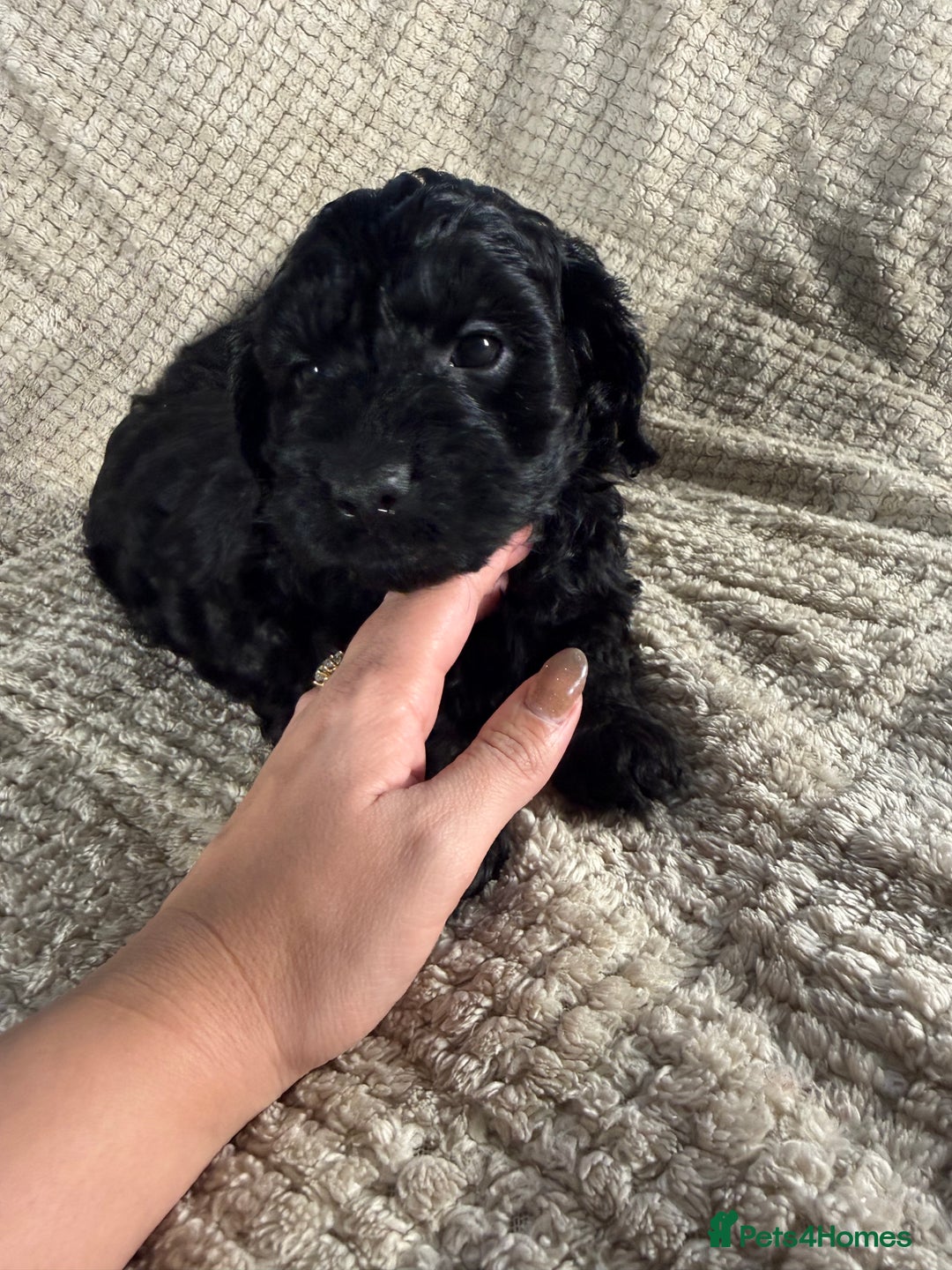 Cockapoo dogs for sale: F1 Cockerpoo Puppies For Sale  - Advert 16
