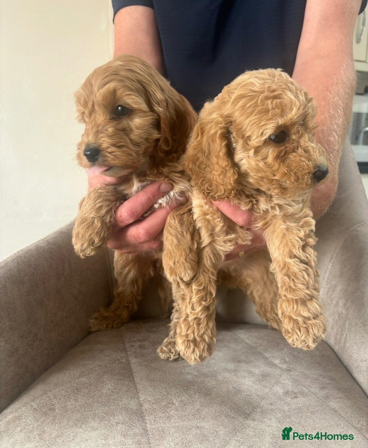Cockapoo dogs F1 Cockerpoo Puppies  - Advert 5
