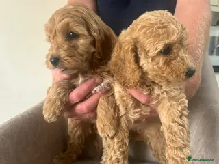 Cockapoo dogs F1 Cockerpoo Puppies - Advert 5