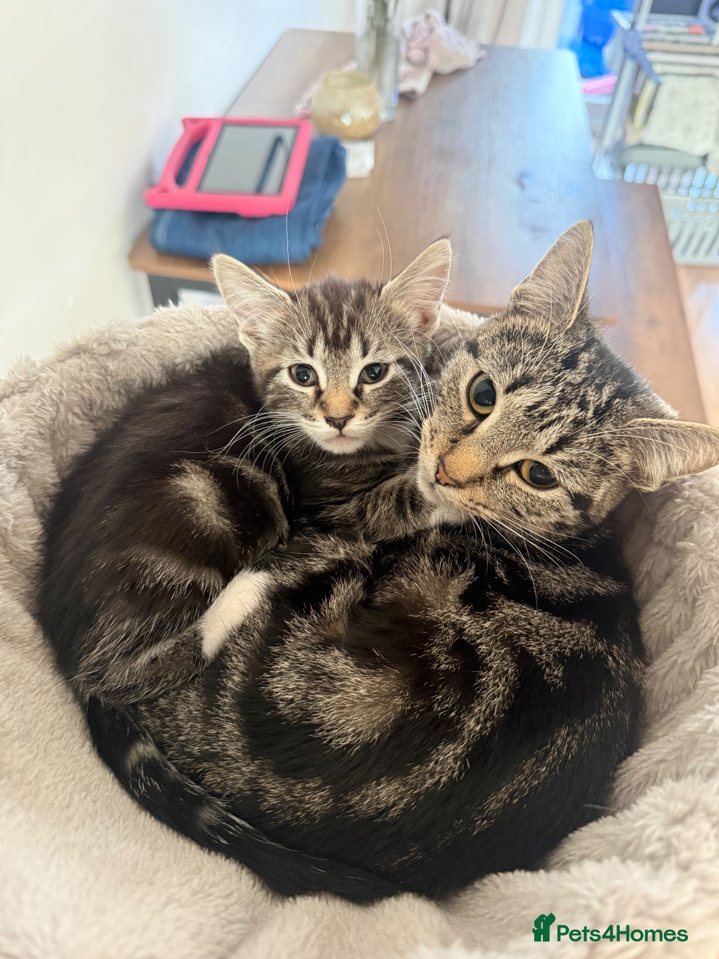 Domestic Shorthair cats Kitten for sale  - Advert 2
