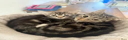 Domestic Shorthair cats for sale: Kitten for sale  in Birmingham - Advert 1