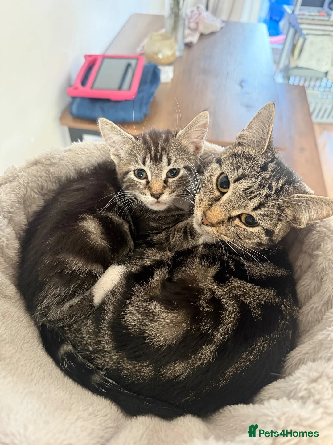 Domestic Shorthair cats for sale: Kitten for sale  in Birmingham - Advert 1