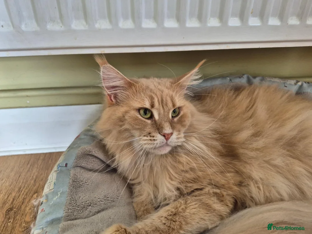 Maine Coon cats for sale: Maine coon GCCF registered - Advert 2