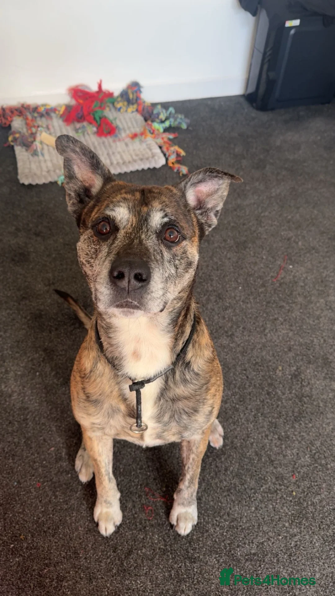 Mixed Breed dogs for sale: staffy cross in Wishaw - Advert 2