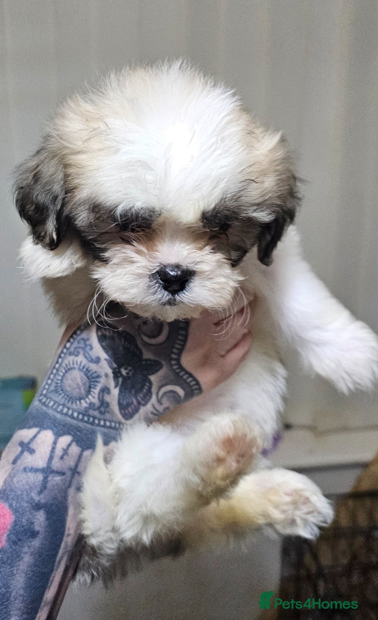 Zuchon dogs Zuchon F1 puppies - Advert 2