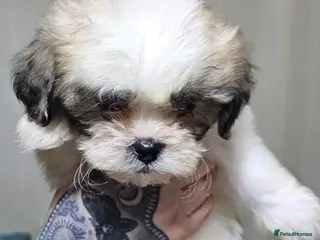 Zuchon dogs Zuchon F1 puppies - Advert 2