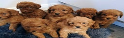 Cockapoo dogs for sale: Stunning red F1B cockapoo puppies  - Advert 15