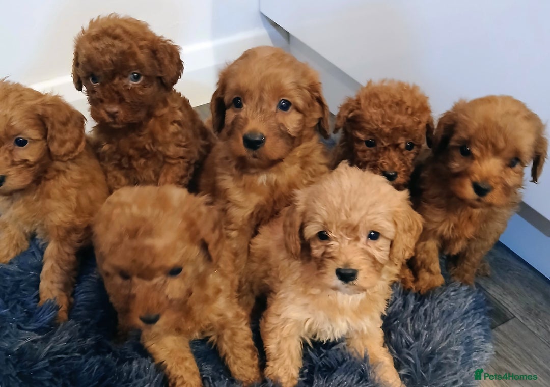 Cockapoo dogs for sale: Stunning red F1B cockapoo puppies  - Advert 15