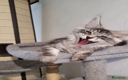 Maine Coon cats for sale: Tica registered maine coon kittens  in Ipswich - Image 12