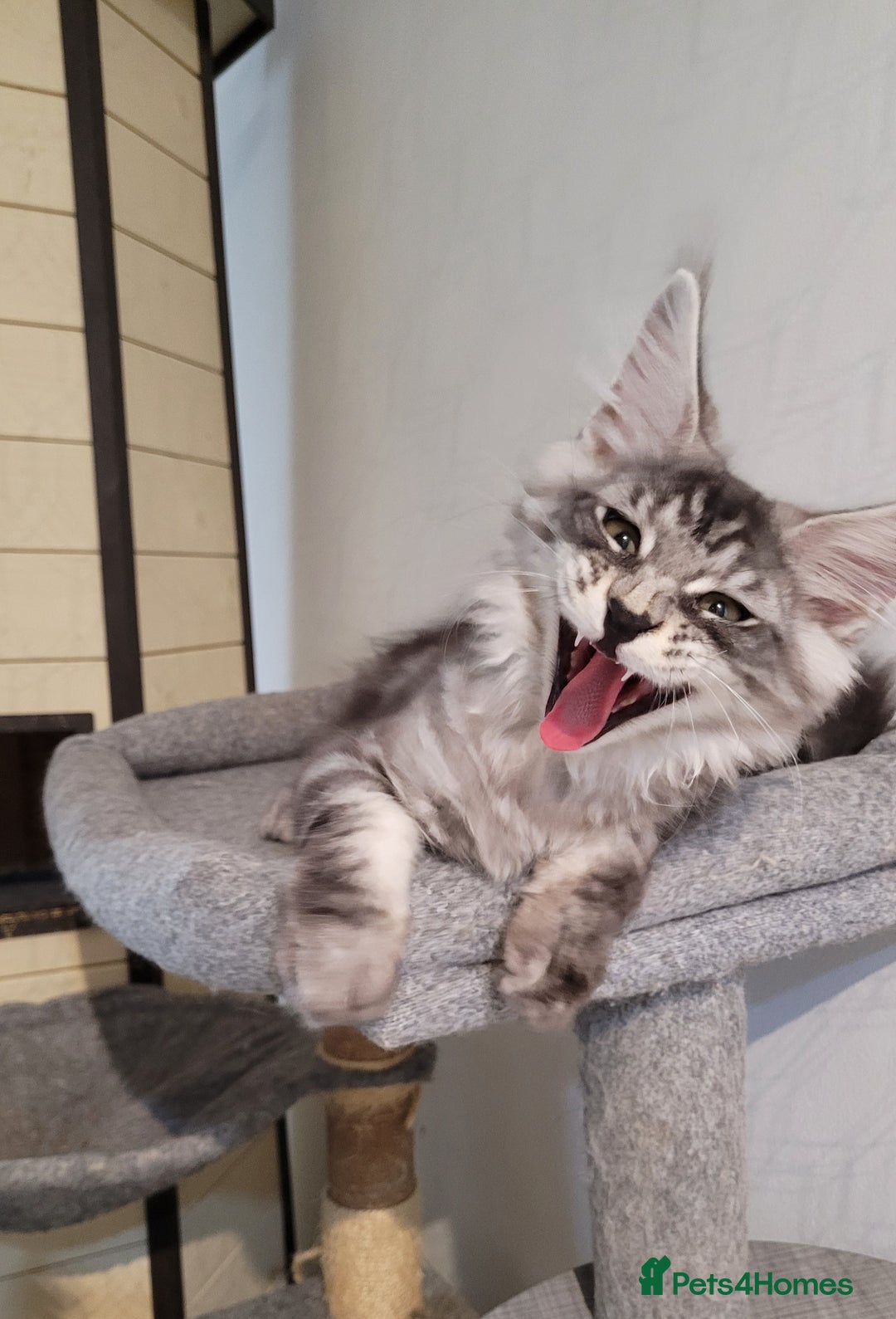 Maine Coon cats for sale: Tica registered maine coon kittens  in Ipswich - Image 12
