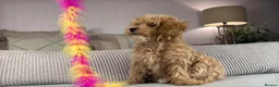 Maltipoo dogs for sale: OAKWELL RETRIEVERS ON INSTAGRAM  - Advert 19
