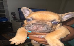French Bulldog dogs for sale: Fluffy Gene Carrying Frenchies - Image 4