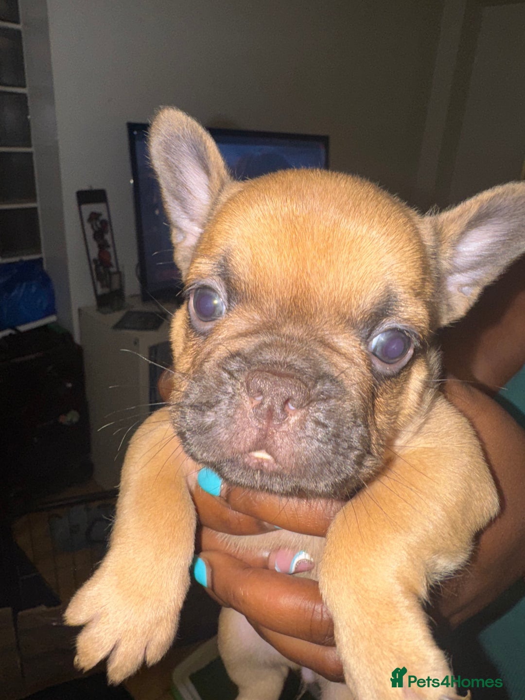 French Bulldog dogs for sale: Fluffy Gene Carrying Frenchies - Image 4