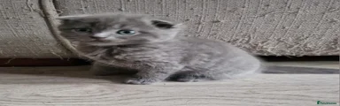 Tinkerbell- Scottish Fold