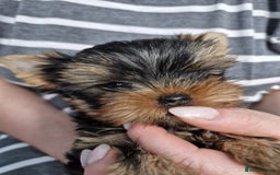 Yorkshire Terrier dogs for sale: Two Amazing Boys!!! in Halesowen - Image 22