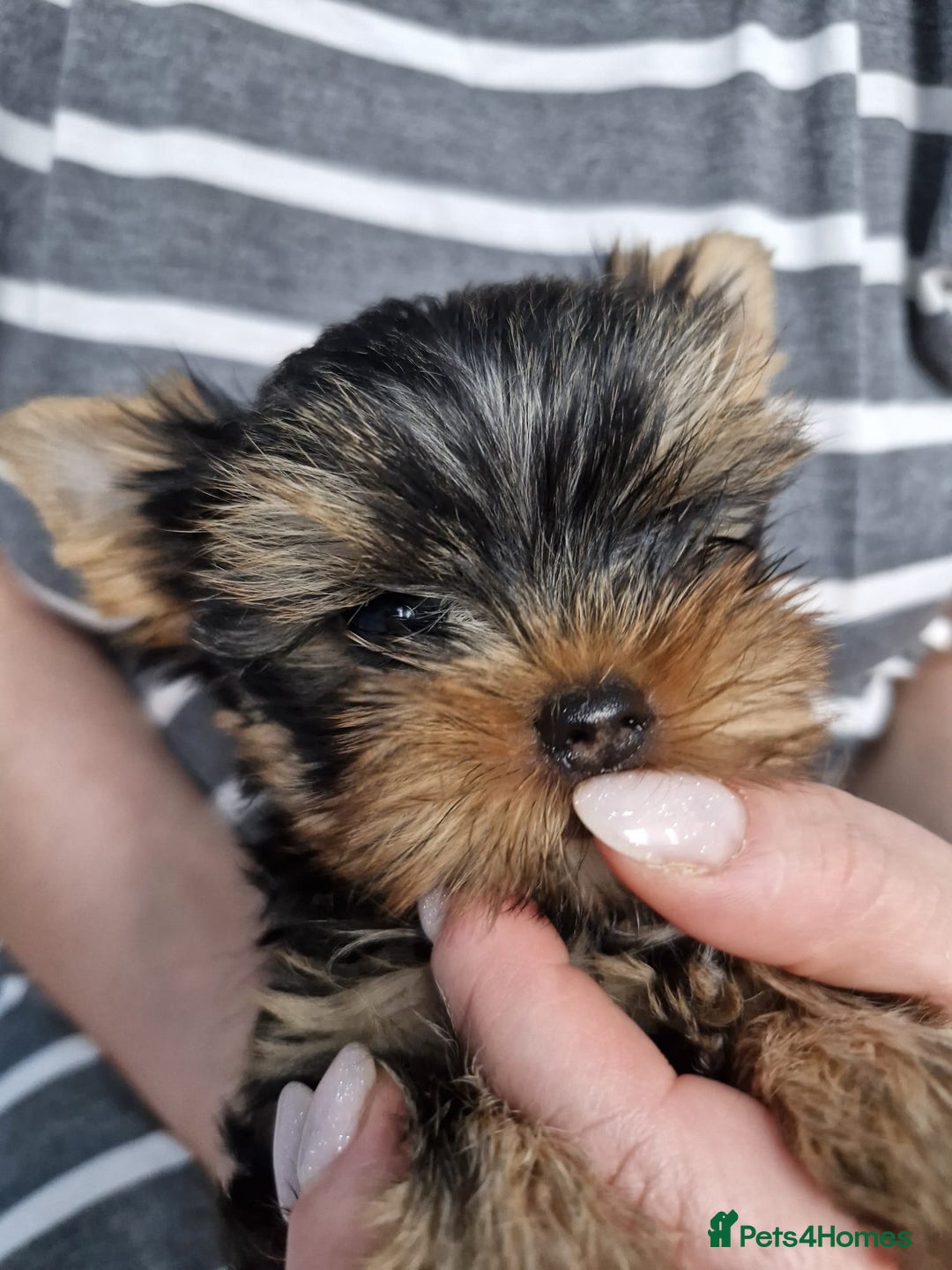 Yorkshire Terrier dogs for sale: Two Amazing Boys!!! in Halesowen - Image 22
