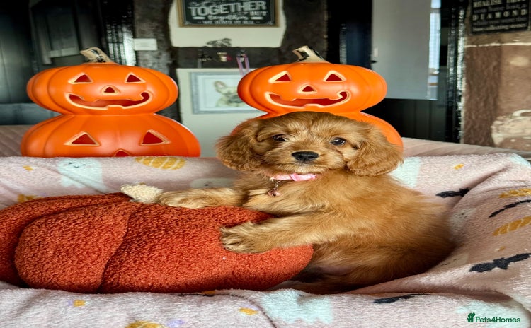 Cavapoo dogs - Advert 1