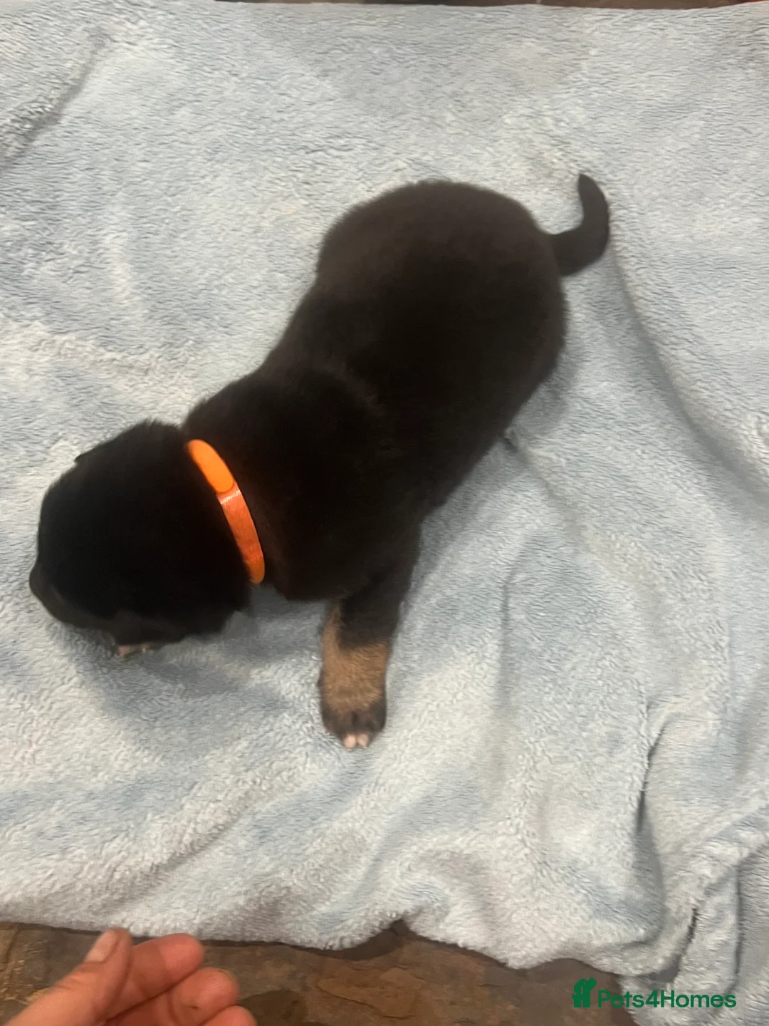 Mixed Breed dogs for sale: Alaskan Shepherd Puppies  - Advert 5