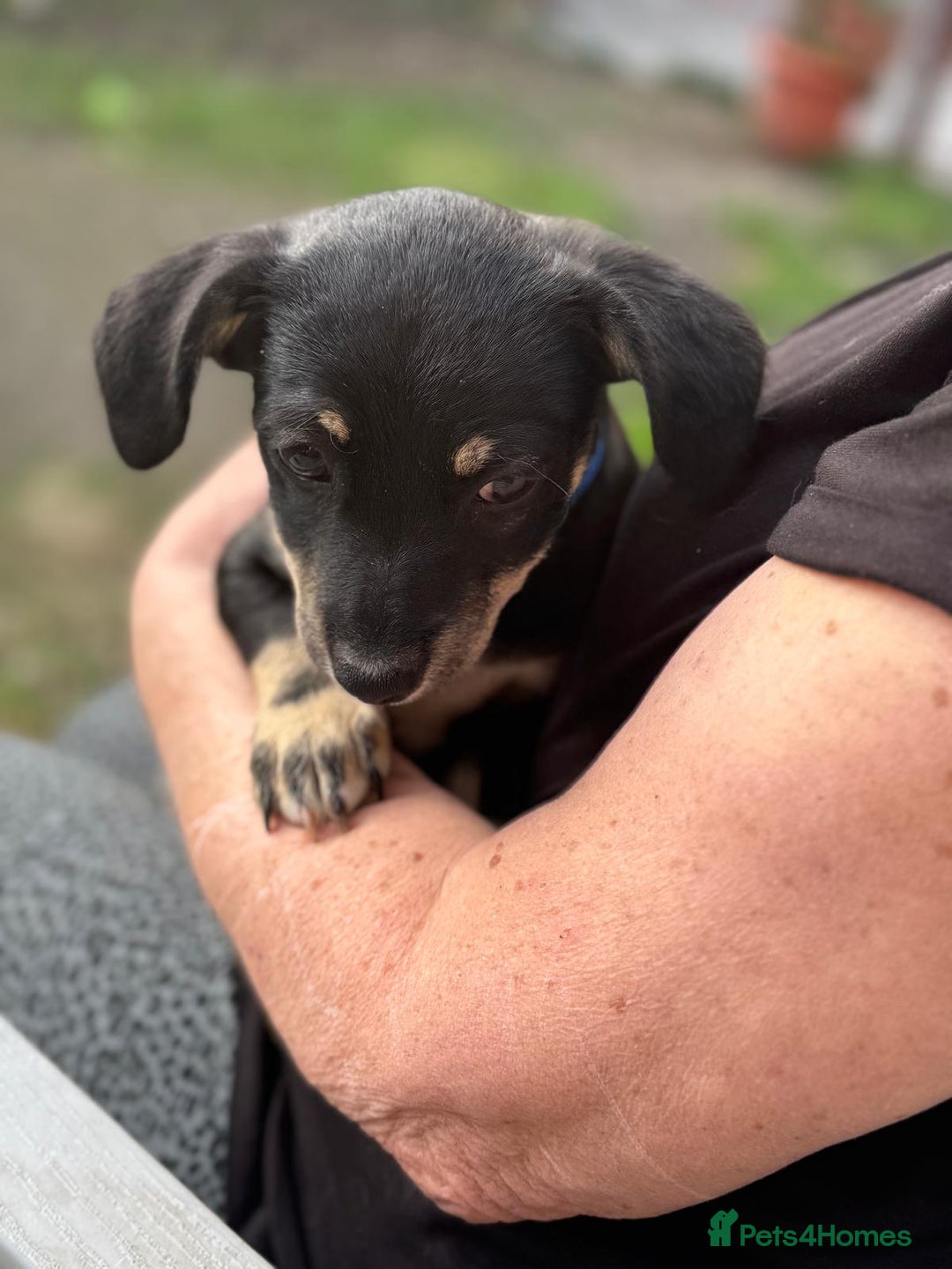 Mixed Breed dogs for adoption: OBI - a Lovely little puppy boy for a Loving Home - Image 8