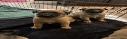 German Shepherd dogs for sale: 2 MALES LEFT German Shepherd puppies - Advert 8