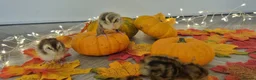 Quail poultry for sale: Autumn chics to order - Advert 5