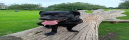 Mixed Breed dogs for sale: 🐾 BullHerder Litter x Dutch Shepherd — Confirmed - Advert 1