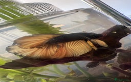 Bettas fish for sale: Betta fish for sale  - Image 26