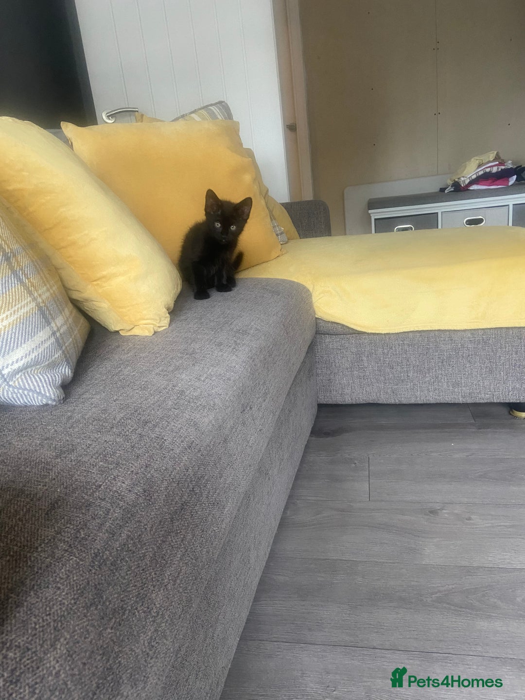 Mixed Breed cats for sale: Three mixed breed kittens - Image 19