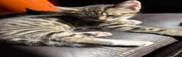 Mixed Breed cats for sale: Tabby brothers-lovely pair - Advert 5