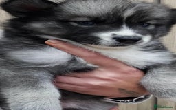 Siberian Husky dogs for sale: ready to go Wooly Siberian Husky - Image 32