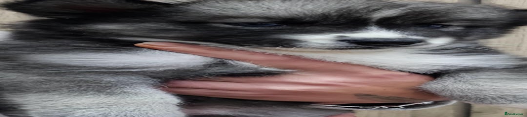 Siberian Husky Puppy 8