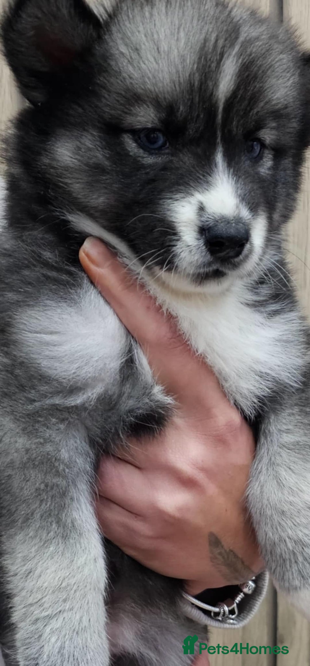 Siberian Husky dogs for sale: ready to go Wooly Siberian Husky - Image 32