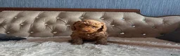 Cavapoo dogs for sale: Gorgeous Cava-Poo puppies ready for now  - Advert 5