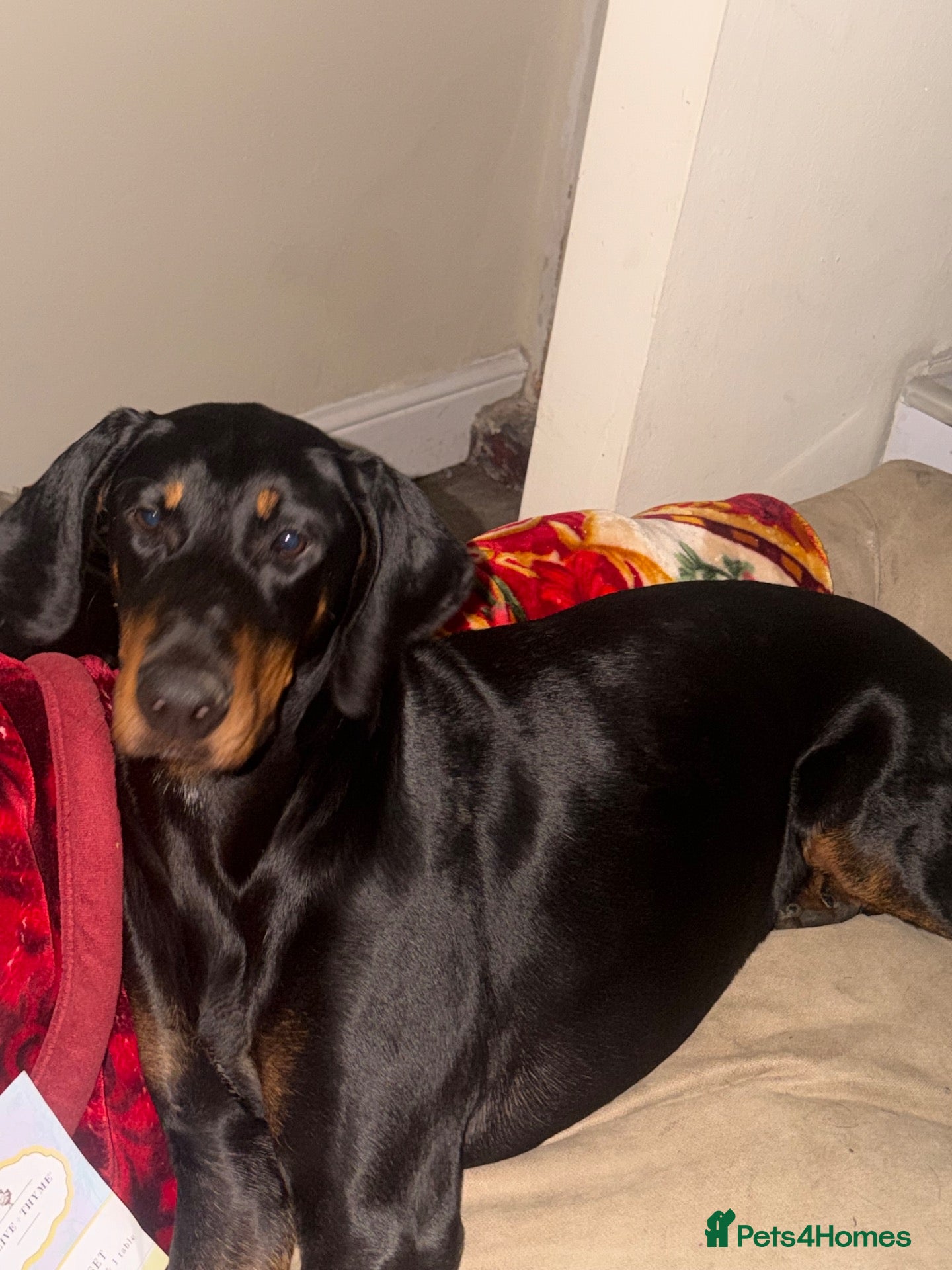 Dobermann dogs 10-Month-Old Female Dobermann – Kyra – Manchester - Advert 3
