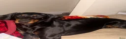Dobermann dogs for sale: 10-Month-Old Female Dobermann – Kyra – Manchester in Manchester - Advert 1