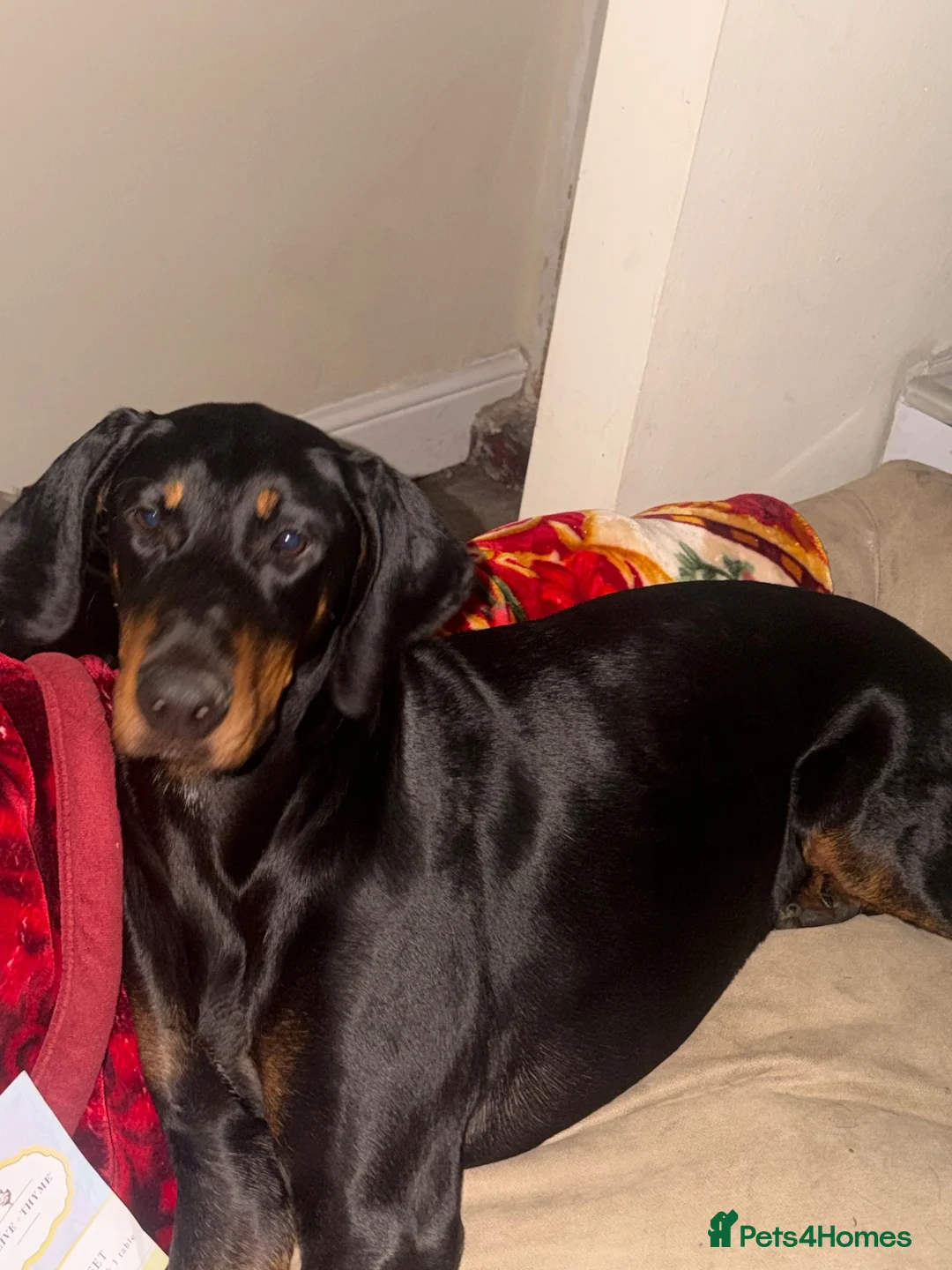 Dobermann dogs for sale: 10-Month-Old Female Dobermann – Kyra – Manchester in Manchester - Advert 1
