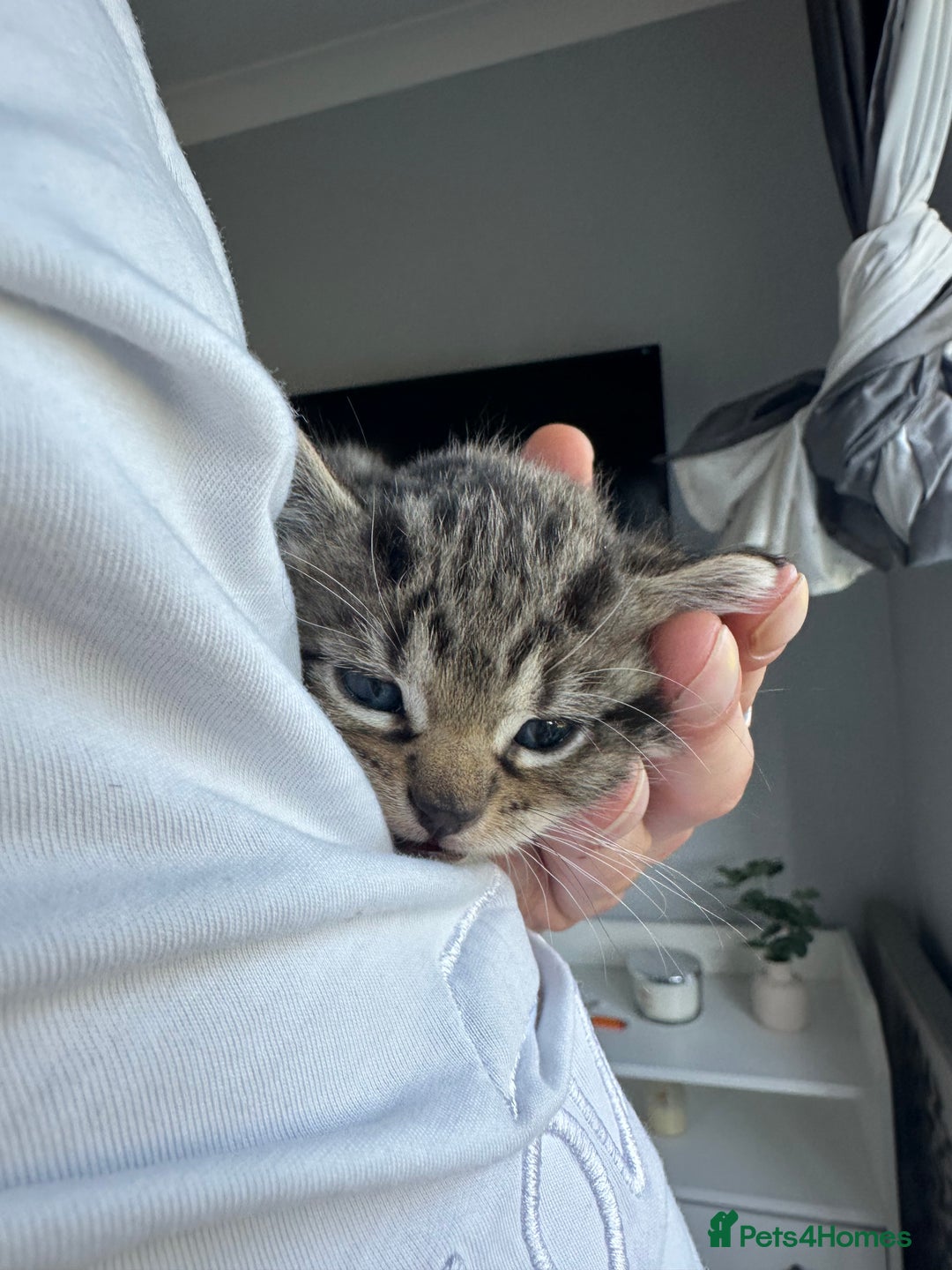 Bengal cats for sale: 5 Beautiful Bengal kittens  - Image 1