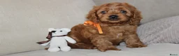American Cocker Spaniel dogs for sale: American Cockapoo Puppies – Health Tested Parents - Advert 16