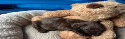 Mixed Breed dogs for sale: Aussie Labradoodle Puppies arrived 28/08/26 - Advert 23