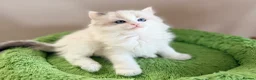 Ragdoll cats for sale: Stunning champion line Ragdoll kittens - Advert 6
