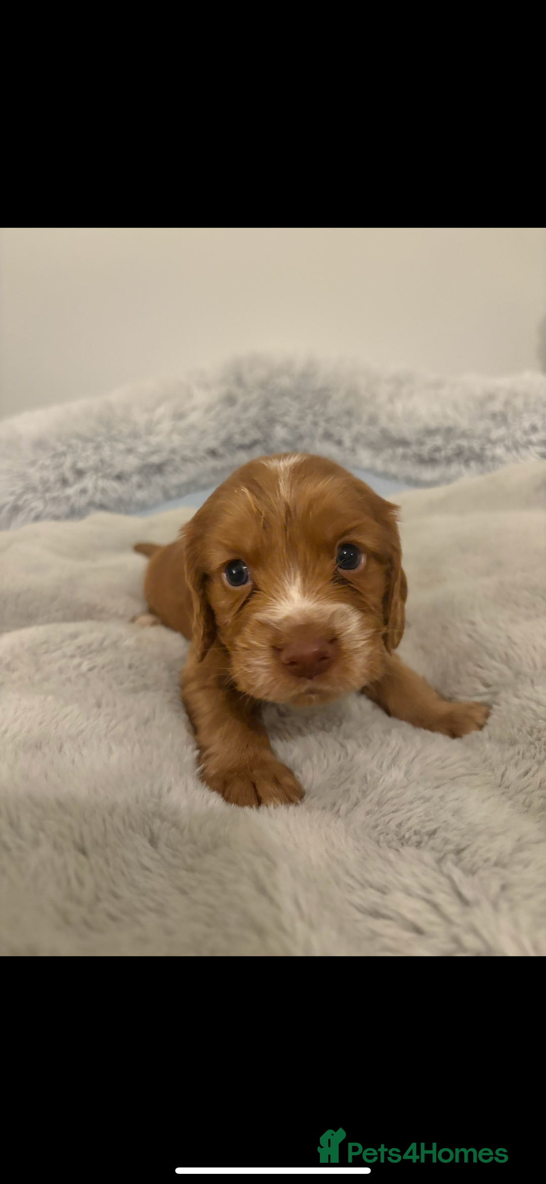 Cocker Spaniel dogs for sale: FOX RED WORKING COCKER SPANIEL PUPS - Advert 8
