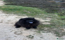 Chow Chow dogs for sale: Chow chow puppies for sale  - Image 11