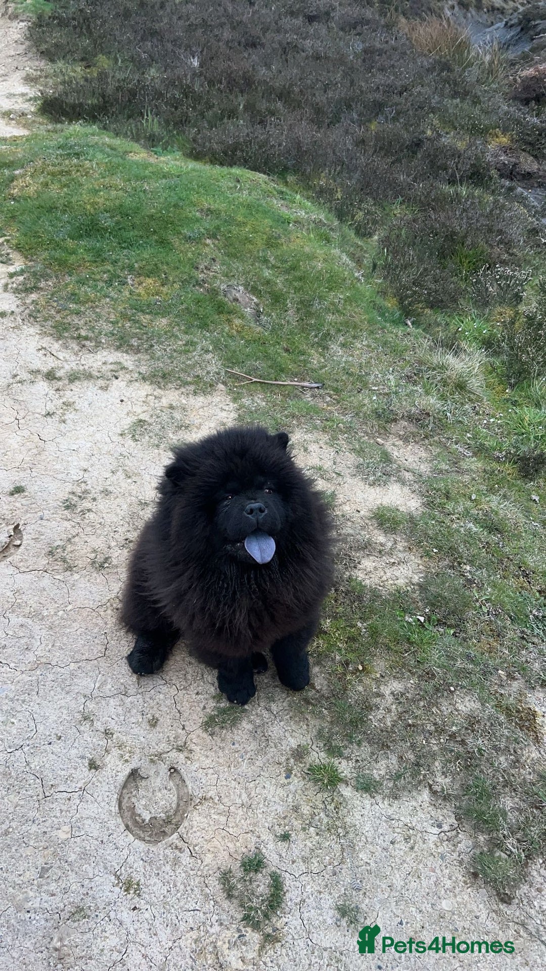 Chow Chow dogs for sale: Chow chow puppies for sale  - Image 11