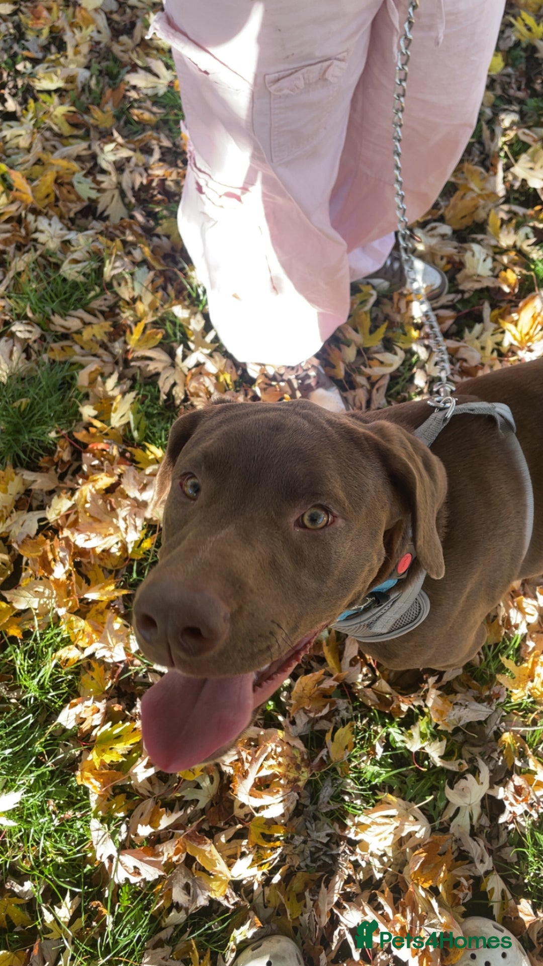 Mixed Breed dogs for sale: Chocolate lab mix- Rocco - Image 1