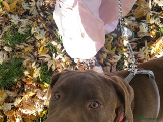 Mixed Breed dogs - Advert 1